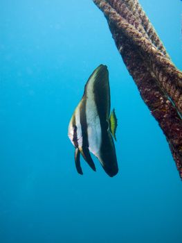 a lone batfish hangs near a rope