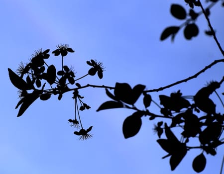 young leaves, flowers, spring