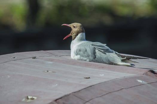 Black-headed Gull are in Norway listed as near threatened in the national Red List. The picture is shot on the roof of a boat in the Tista River in Halden, Norway.