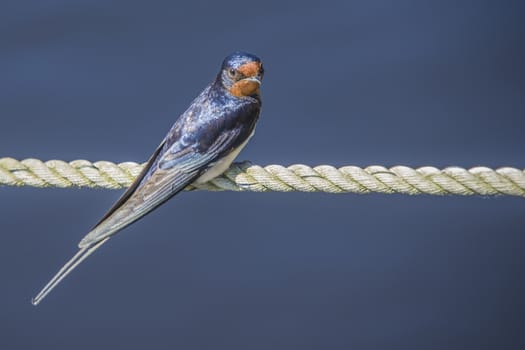 The swallow sitting on a mooring ropes at the Tista river in Halden, Norway.