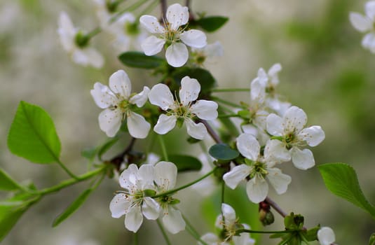 young leaves, flowers, spring