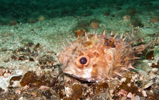 a small burrfish or porcupine pufferfish on the sand