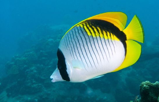 a beautiful lined butterflyfish in thailand