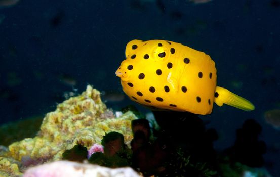 a juvenile yellow boxfish looking at the camera