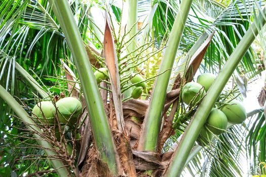 Coconut on tree