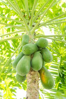 Many papaya on tree