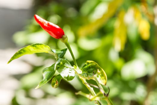 One red chilli on tree