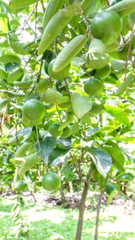 Lemon on tree