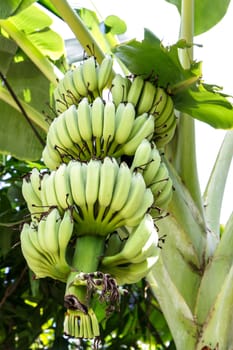 banana on tree