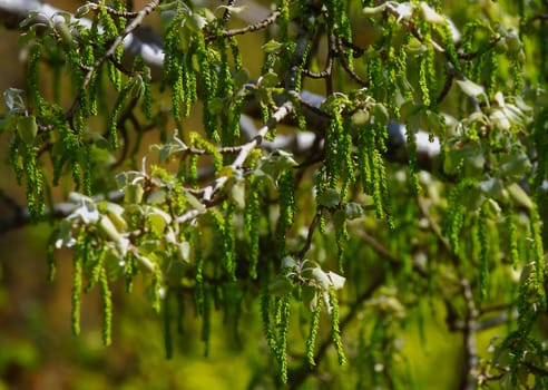 young leaves, flowers, spring