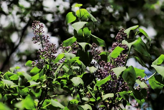 young leaves, flowers, spring