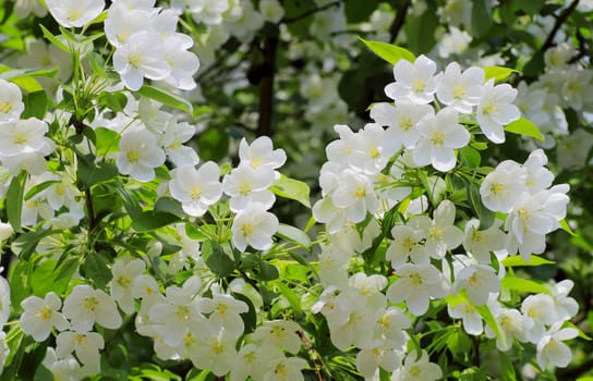 young leaves, flowers, spring