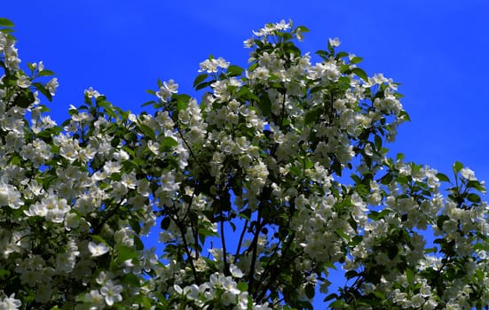 young leaves, flowers, spring