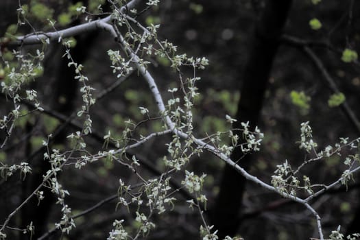 young leaves, flowers, spring