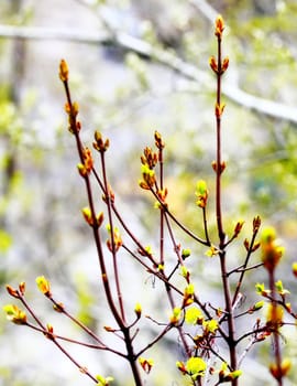 young leaves, flowers, spring