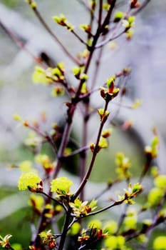 young leaves, flowers, spring