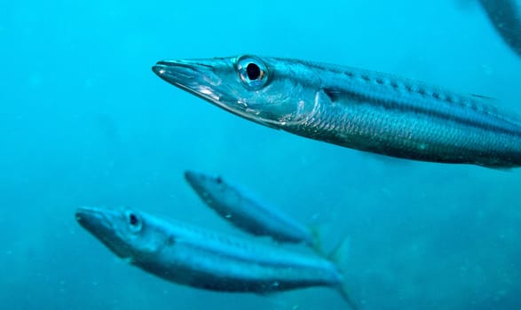 a small yellow tail barracuda swims towards the camera