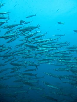 a group of barracuda