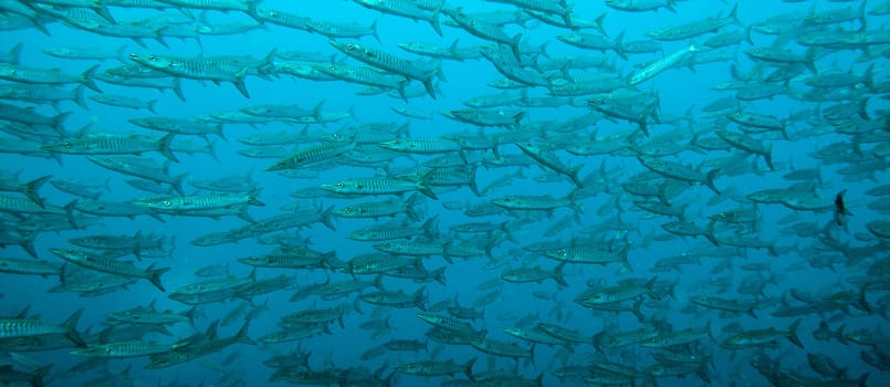 a wide shot of a school of black fin barracuda 