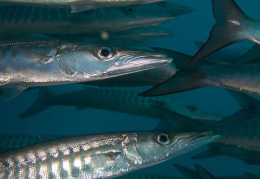 a close up shot with strob of black fin or chevron barracuda