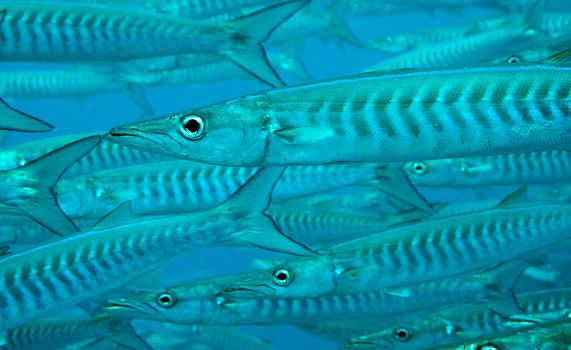 a close shot of barracuda swimming in a school