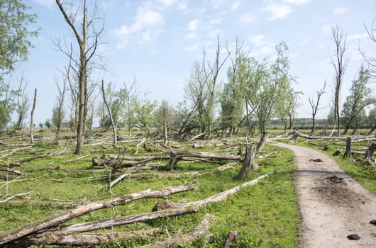 forest with dead and fallen trees after a storm