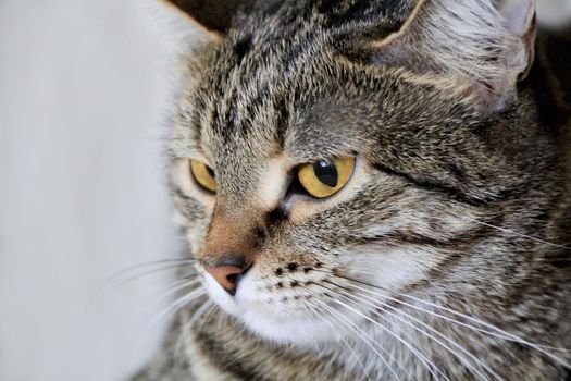 Image of cat's portrait with yellow eyes 