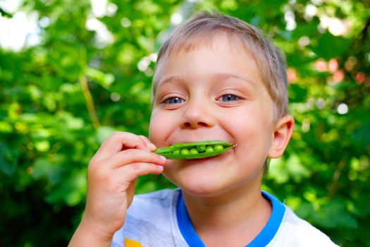 Close-up portrait of handsome little boy eating green Peas in garden
