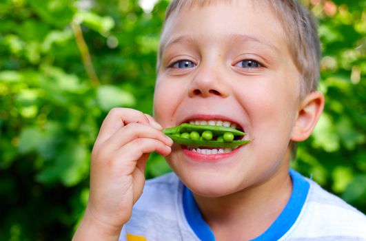 Close-up portrait of handsome little boy eating green Peas in garden