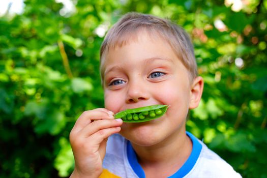 Close-up portrait of handsome little boy eating green Peas in garden
