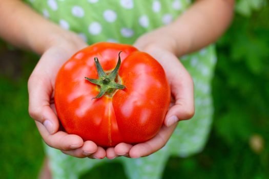Young girl hand holding organic green natural healthy food produce tomatoes