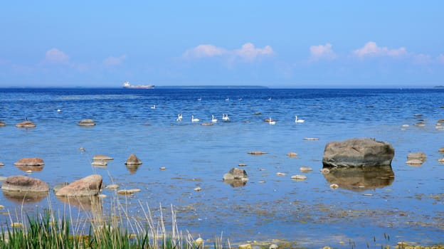 Swans on a background of the sea