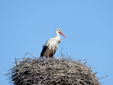 The white stork costs in a big nest from rods against the blue sky