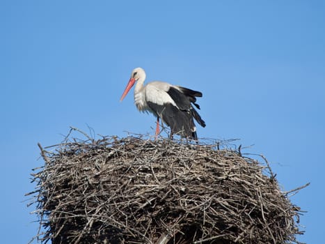 White stork in a nest