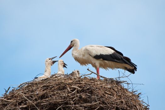 The white stork with young baby birds costs in a big nest from rods
