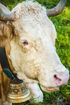 Portrait of a Bavarian cow with a bell around the neck