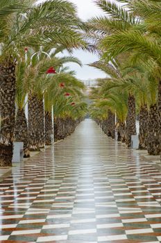 Palm tree lined promenade on a rainy day