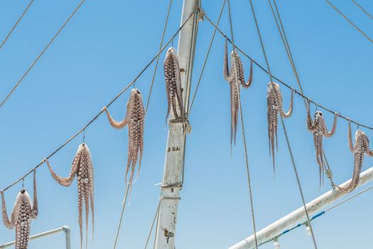 Hanged on ropes squid drying in the sun in Greece