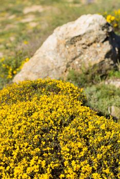 Flowering genista shrub in sparse, rocky surroundings