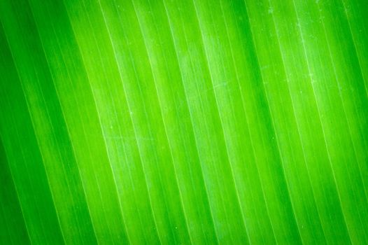 Abstract banana texture leaves for background.
