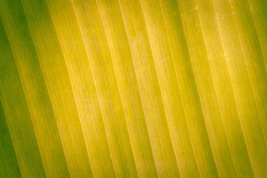 Abstract banana texture leaves for background.