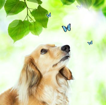 Long hair Dachshund looking at the blue butterflies with shiny green leaves