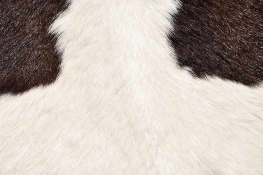 Brown and white hairy texture of cow