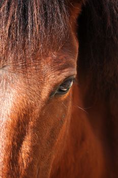The equine eye is the largest of any land mammal.