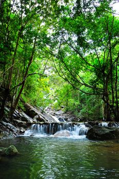 Beautiful Forest