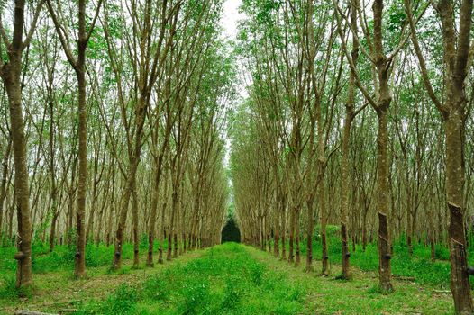 Enchanting Forest Path