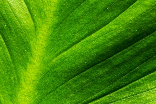 Abstract of Green Leaf Surface