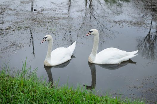 Two parent Goose