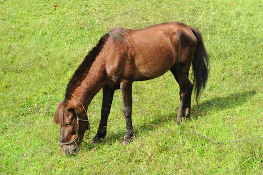 Thai Horse