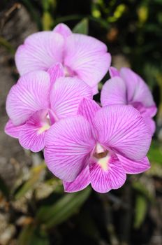 Thai orchid